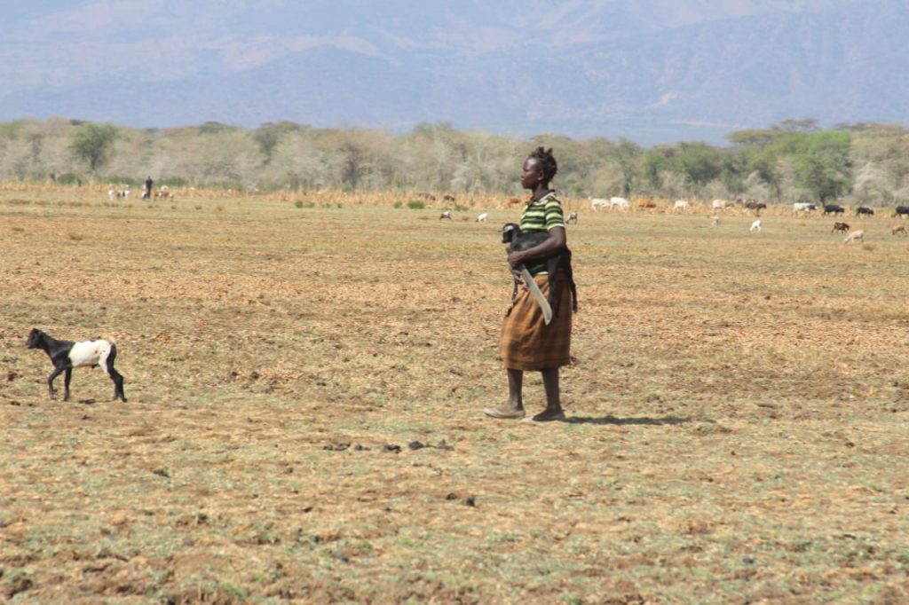 A rural woman carrying an exhausted sheep while herding other livestock across the dry Lake Kamnarok in Baringo county.