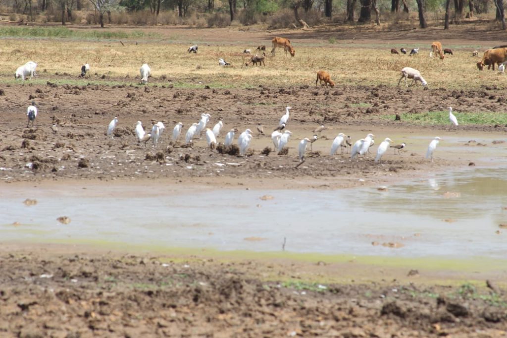 Birds and livestock drinking from the muddy pool of water in Lake Kamnarok.